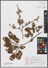 Foto von Salix aurita L. x Salix caprea L.